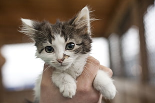 selective focus photography of white and gray kitten